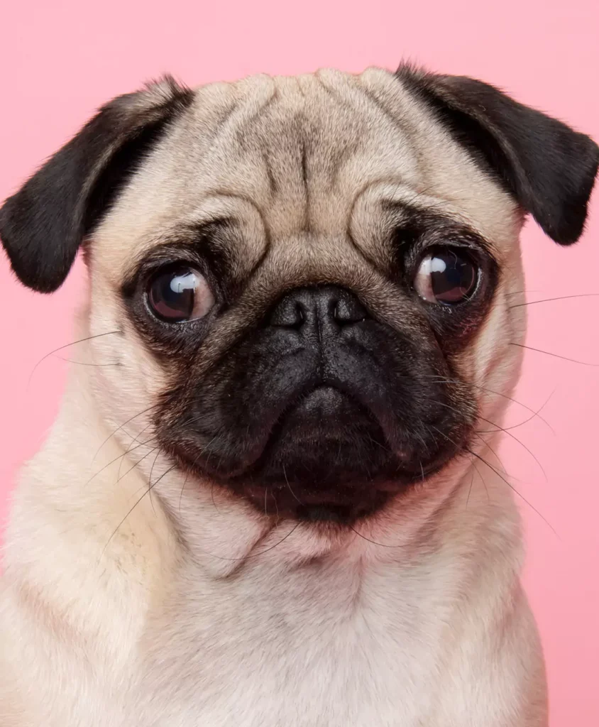 Example 2 of a good photo of a pug with detailed fur texture and expressive eyes