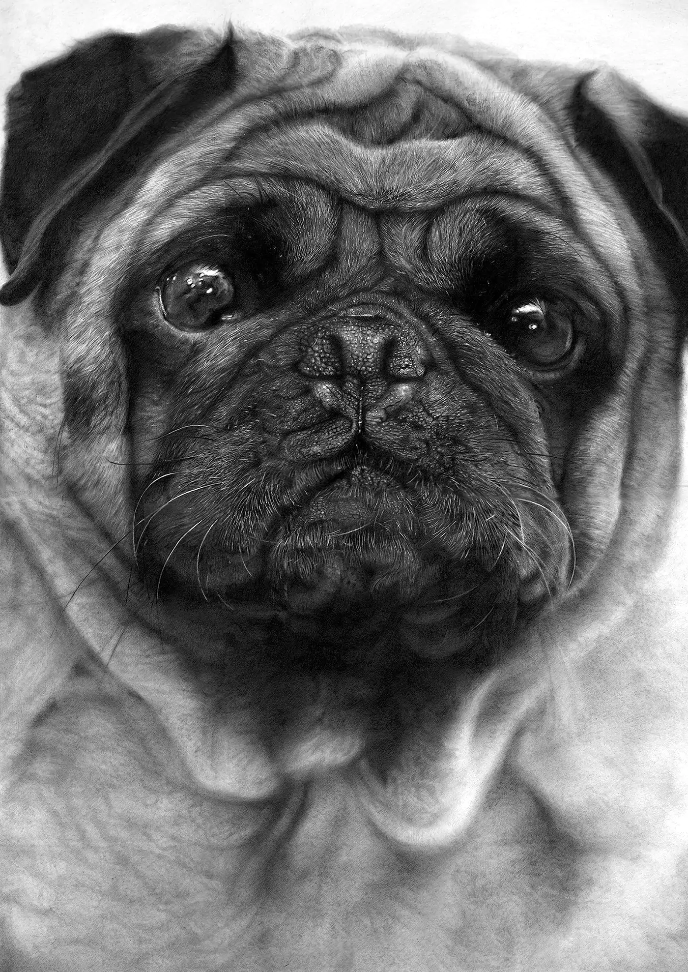 Realistic pencil portrait drawing of a pug with detailed fur texture and expressive eyes