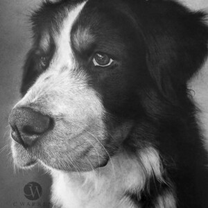 Realistic pencil portrait drawing of a Bernese Mountain Dog with detailed fur texture and expressive eyes