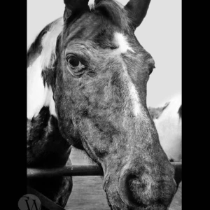 Realistic pencil portrait drawing of a horse