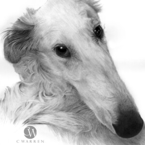 Realistic pencil portrait drawing of a Borzoi with detailed fur texture and expressive eyes