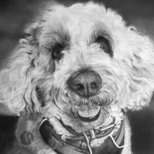 Realistic pencil portrait drawing of a poodle with detailed fur texture and expressive eyes