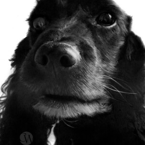 Realistic pencil portrait drawing of a Spaniel with detailed fur texture and expressive eyes