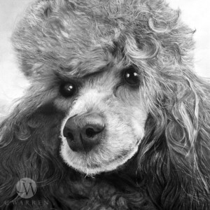 Realistic pencil portrait drawing of a toy poodle with detailed fur texture and expressive eyes