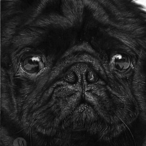 Realistic pencil portrait drawing of a pug with detailed fur texture and expressive eyes
