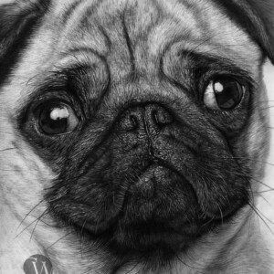 Realistic pencil portrait drawing of a pug with detailed fur texture and expressive eyes