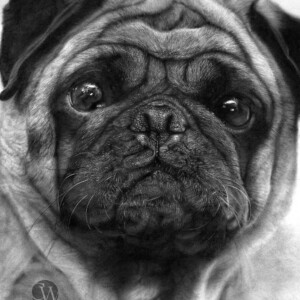 Realistic pencil portrait drawing of a pug with detailed fur texture and expressive eyes
